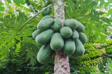 Papaya ağacını