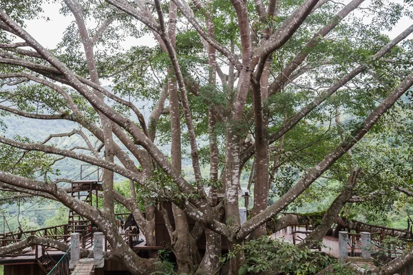 Großer Baum — Stockfoto