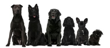 siyah köpek, küçük beyaz karşı için uzun arka oturma grubu