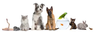 Group of pets with dog, cat, rabbit, ferret, fish, frog, rat, bird, guinea pig, reptile, snake against white background