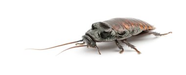Madagaskar Tıslayan hamamböceği, gromphadorhina portentosa, Tıslayan hamamböceği veya sadece hisser beyaz bir arka plan olarak da bilinir.