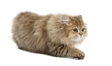 İngiliz longhair kedi beyaz arka planı yürüyüş, 4 aylık