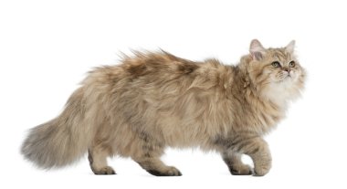 İngiliz longhair kedi beyaz arka planı yürüyüş, 4 aylık