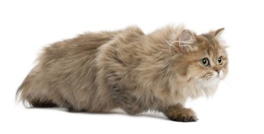 İngiliz longhair kedi beyaz arka planı yürüyüş, 4 aylık