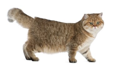 Altın gölgeli Britanya ile ilgili stenografi, 7 ay yaşlı, beyaz arka planı ayakta