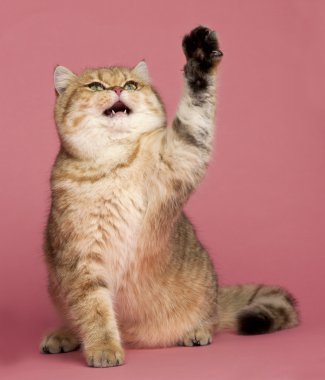 Altın gölgeli Britanya ile ilgili stenografi, 7 ay yaşlı, pembe bir arka plan karşı oturan