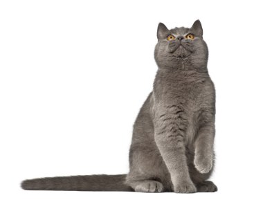 Britanya ile ilgili stenografi, 7 ay yaşlı, beyaz arka planı oturan