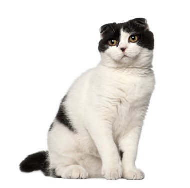 İskoç fold, 6 ay yaşlı, beyaz arka planı oturan