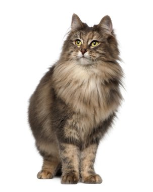 Norveçli orman kedi, beyaz arka planı duran 1 ve bir buçuk yaşında,