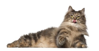 Norveçli orman kedi, 1 ile 1,5 yıl yaşlı, whit karşı yalan