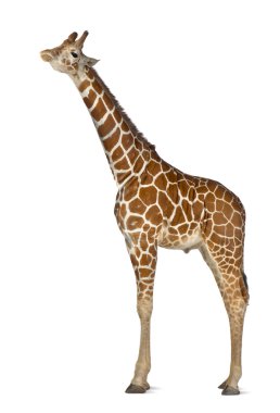 somali zürafa, retiküle zürafa, zürafa zürafa reticulata, 2 buçuk yaşında ayakta beyaz arka planı olarak bilinen