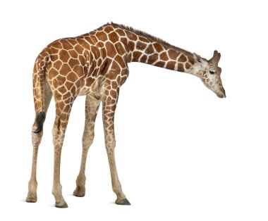 somali zürafa, retiküle zürafa, zürafa zürafa reticulata, 2 buçuk yaşında ayakta beyaz arka planı olarak bilinen