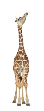 somali zürafa, retiküle zürafa, zürafa zürafa reticulata, 2 buçuk yaşında ayakta beyaz arka planı olarak bilinen