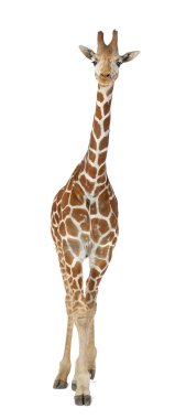 somali zürafa, retiküle zürafa, zürafa zürafa reticulata, 2 buçuk yaşında ayakta beyaz arka planı olarak bilinen