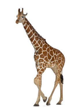 somali zürafa, retiküle zürafa, zürafa zürafa reticulata, 2 buçuk yaşında beyaz arka planı yürüyüş olarak bilinen