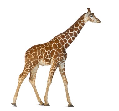 somali zürafa, retiküle zürafa, zürafa zürafa reticulata, 2 buçuk yaşında beyaz arka planı yürüyüş olarak bilinen