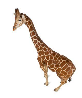 High angle view of Somali Giraffe, commonly known as Reticulated Giraffe, Giraffa camelopardalis reticulata, 2 and a half years old standing against white background clipart