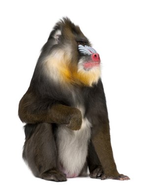 Mandrill'di oturan, mandrillus sphinx, 22 yaşında, eski dünya maymun aile beyaz arka plan primat