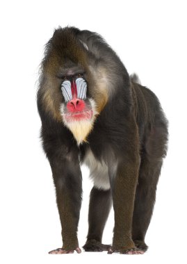 Mandrill'di, mandrillus sphinx, 22 yaşında, eski dünya maymun aile beyaz arka plan primat
