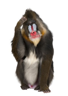 Mandrill'di eski dünya maymun aile beyaz arka plan primat tırmalamak baş, mandrillus sphinx, 22 yaşında,