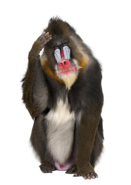 Mandrill scratching head, Mandrillus sphinx, 22 years old, primate of the Old World monkey family against white background clipart