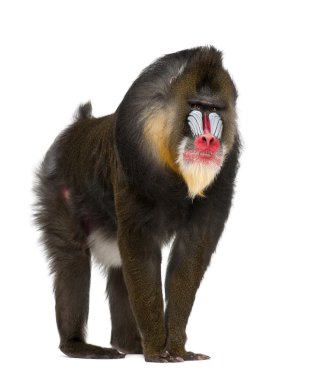 Mandrill'di, mandrillus sphinx, 22 yaşında, eski dünya maymun aile beyaz arka plan primat