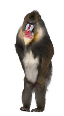 Mandrill'di durmuş, mandrillus sphinx, 22 yaşında, eski dünya maymun aile beyaz arka plan primat