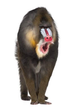 Mandrill'di, mandrillus sphinx, 22 yaşında, eski dünya maymun aile beyaz arka plan primat portresi