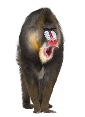 Portrait of Mandrill, Mandrillus sphinx, 22 years old, primate of the Old World monkey family against white background clipart