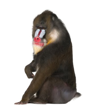 Mandrill'di oturan, mandrillus sphinx, 22 yaşında, eski dünya maymun aile beyaz arka plan primat