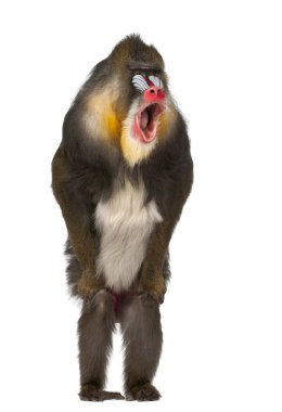 Mandrill standing and shouting, Mandrillus sphinx, 22 years old, primate of the Old World monkey family against white background clipart