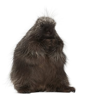 Kanadalı kirpi veya ortak kirpi beyaz arka plan olarak da bilinen Kuzey Amerika kirpi, erethizon dorsatum,