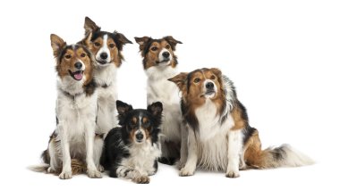 Beyaz arka plan karşı sınır collies grubu
