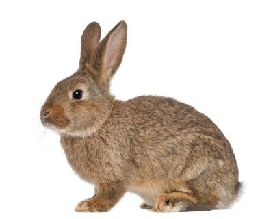 Beyaz arka plan üzerinde oturan tavşan