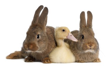 Beyaz arka plan karşı iki tavşan arasında yatan ördek yavrusu