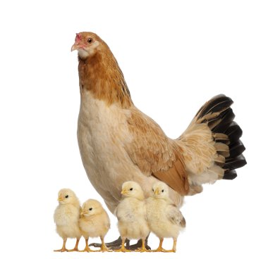 Hen with its chicks against white background clipart