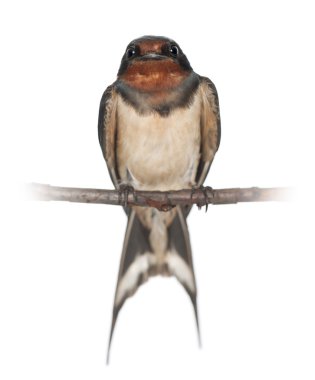 kırlangıcı, beyaz arka planı tıraşlama hirundo rustica