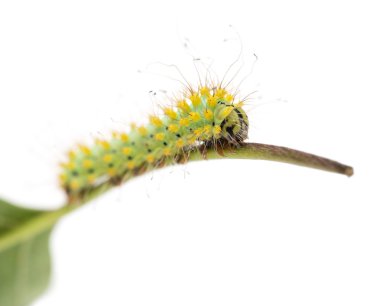 Caterpillar kök, saturnia pyri, beyaz arka plan üzerinde dev tavuskuşu güve