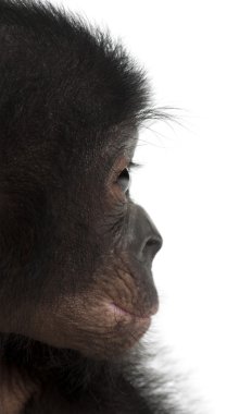 Bebek bonobo, pan paniscus, 4 ay yaşlı beyaz adam karşı