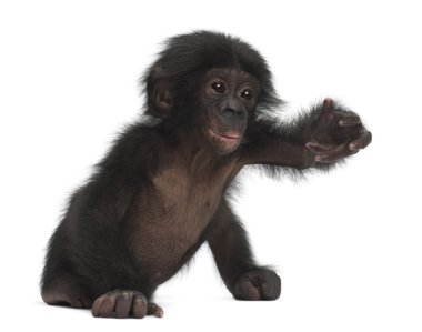 Bebek bonobo, pan paniscus, 4 ay yaşlı, beyaz b karşı oturan