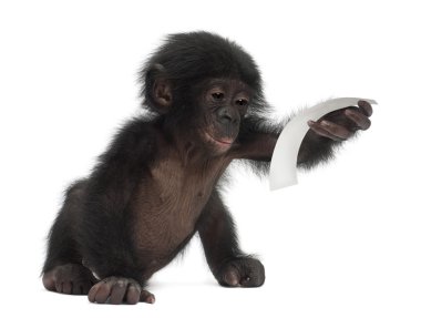 Bebek bonobo, pan paniscus, 4 ay yaşlı, beyaz b karşı oturan