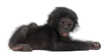 Bebek bonobo, pan paniscus, 4 ay yaşlı, beyaz bac karşı yalan
