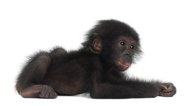 Bebek bonobo, pan paniscus, 4 ay yaşlı, beyaz bac karşı yalan