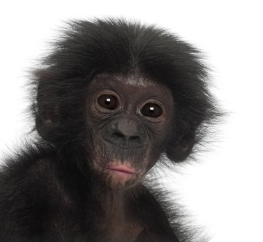 Bebek bonobo, pan paniscus, 4 ay yaşlı beyaz adam karşı