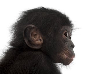 Bebek bonobo, pan paniscus, 4 ay yaşlı beyaz adam karşı