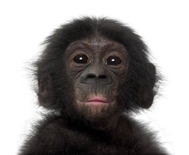 Bebek bonobo, pan paniscus, 4 ay yaşlı beyaz adam karşı