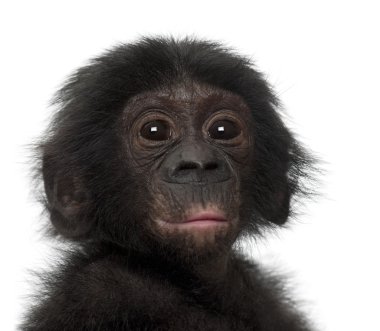 Bebek bonobo, pan paniscus, 4 ay yaşlı beyaz adam karşı