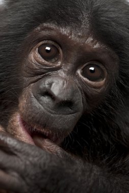 Bebek bonobo, pan paniscus, 4 aylık kapatmak dikey