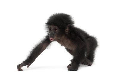 Bebek bonobo, pan paniscus, 4 ay yaşlı, beyaz b karşı yürüyüş