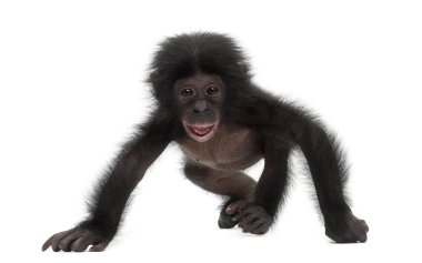Bebek bonobo, pan paniscus, 4 ay yaşlı, beyaz b karşı yürüyüş